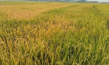 Hà Tĩnh: Điều tra nguyên nhân diện tích lớn lúa bất ngờ chết khô