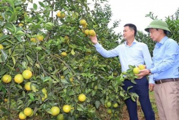 Mô hình trồng cam cho thu nhập khá, đưa thương hiệu cam Vũ Quang vươn xa