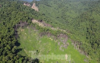 Công an vào cuộc làm rõ trách nhiệm vụ phá 2,7 ha rừng phòng hộ