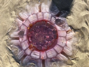 Đi tắm biển, một gia đình phát hiện con sứa tuyệt đẹp như thạch rau câu
