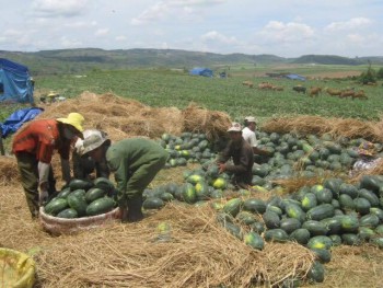 Nông sản bế tắc: Nỗi lo Trung Quốc và lá đơn cầu cứu: Rơi nước mắt đến bao giờ