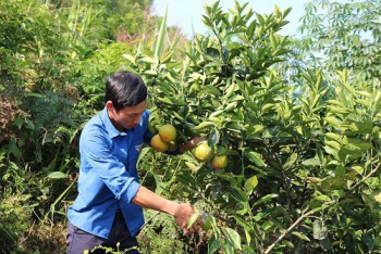 Làm giàu trên chính vùng quê đất cằn sỏi đá