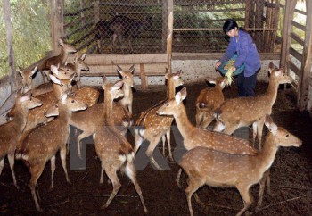 UBND tỉnh Hà Tĩnh kiến nghị bổ sung con hươu sao ra khỏi “Danh mục động vật rừng thông thường”