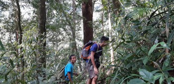 Rừng trà cổ thụ hiếm, cây to cả ôm, cao hơn 10m trên đỉnh Pu Ta Leng