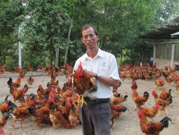 Bỏ lái xe về nuôi gà thả vườn, “đút túi” gần 150 triệu đồng/năm