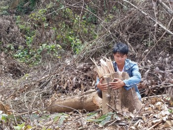 Quảng Bình: Hơn 2 hecta rừng gần trạm kiểm lâm bị đốn hạ