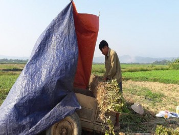 Hà Tĩnh: Nắng nóng cực độ, dân lọ mọ làm đồng vào ban đêm