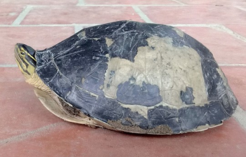 Hết rắn và trăn 'khủng', người dân An Giang lại phát hiện rùa lạ hiếm