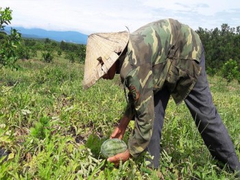 Hà Tĩnh: Trồng dưa hấu dưới tán bưởi, sau 3 tháng lời cả trăm triệu