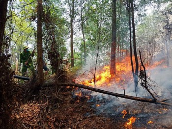 Hà Tĩnh tiếp tục cháy rừng trên diện rộng