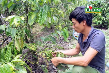 Cà phê vàng úa, rụng trái hàng loạt sau khi bón phân Đầu trâu: Cần làm rõ nguyên nhân do phân bón hay là bệnh tuyến trùng rễ