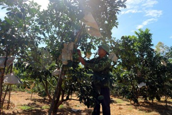Thăng trầm cây ăn quả có múi ở Hà Tĩnh