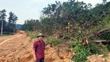 Hà Tĩnh: Bí thư Chi bộ chặt cây cam đặc sản, hiến đất làm đường