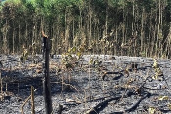 Hà Tĩnh: Điều tra vụ cháy gần 5ha rừng keo ở Kỳ Anh
