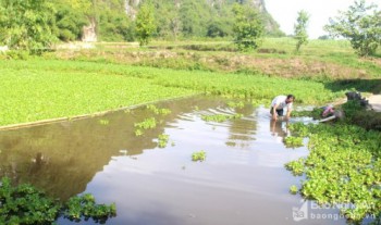 Ông nông dân đưa ốc bươu đen Quỳnh Lưu về nuôi 'thu lãi lớn' trên đất Anh Sơn