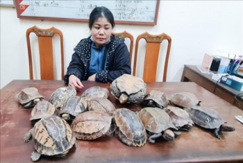 Hà Tĩnh: Đang xuôi quốc lộ cùng 15 cá thể rùa về thành phố thì bị bắt