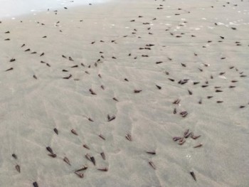 Kỳ lạ, ốc xoắn dạt dày đặc dọc bờ biển Quảng Bình sau bão số 5
