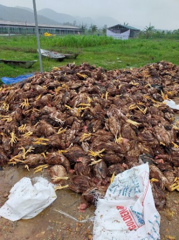 Đàn gà 10.000 con của nông dân mất trắng sau lũ ở Nghệ An