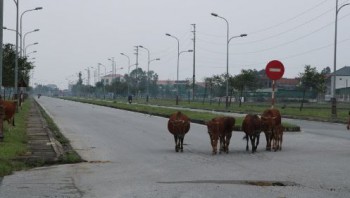 Hà Tĩnh: Bò thả rong “tung tăng” giữa khu đô thị