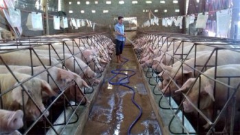 Giá lợn hơi hôm nay 19/11: Tiếp tục giảm, vì sao giá thịt ngoài chợ vẫn đắt?