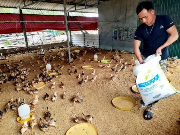 Hà Tĩnh: Trang trại hoãn tái đàn giúp dân khôi phục chăn nuôi sau lũ
