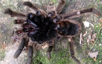 Phát hiện nhện khổng lồ ở Hà Tĩnh