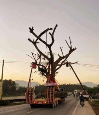Hà Tĩnh: Xôn xao thông báo cắt điện cho cây “khủng” đi qua đường