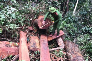 Quảng Bình: Chồng giám đốc công ty TNHH khai thác, phá rừng với hơn 30m3 gỗ quý hiếm