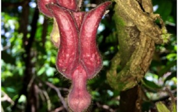 Phát hiện loài thực vật mới lạ tại Vườn Quốc gia Vũ Quang- Hà Tĩnh
