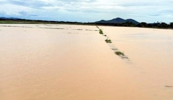 Ảnh hưởng bão số 2, hàng nghìn hecta lúa hoa màu ở Nghệ An, Hà Tĩnh chìm trong 'biển nước'