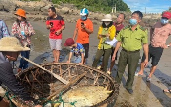 Hà Tĩnh thả cá thể rùa quý hiếm về đại dương