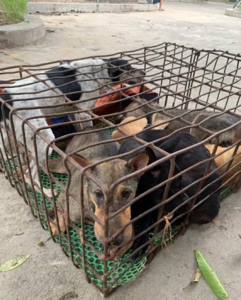 Nghệ An: Bắt giữ "cẩu tặc" chở 5 con chó trên đường đi tiêu thụ