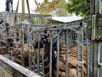 Công an Nghệ An đột kích điểm nuôi nhốt hổ trái phép, phát hiện 17 cá thể Hổ