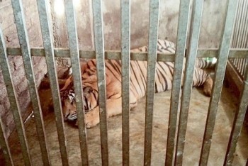 Nghệ An: Vụ "giải cứu" 17 con hổ nuôi nhốt trái phép: 8 con bất ngờ... chết