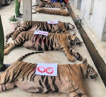 Vì sao 8 con hổ công an thu giữ từ nhà dân bị chết?
