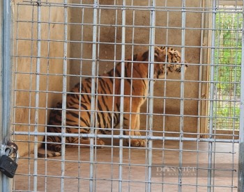 Khởi tố vụ án, khởi tố bị can, bắt tạm giam đối tượng nuôi nhốt hổ trái phép ở Nghệ An