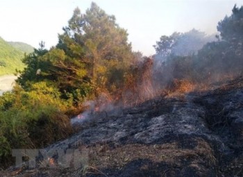 Hà Tĩnh: Xử phạt trường hợp vi phạm quy định phòng, chữa cháy rừng