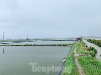 Nông dân Hà Tĩnh bán tôm non chạy đua với bão Côn Sơn