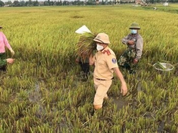 Công an Hà Tĩnh giúp dân gấp rút gặt lúa chạy bão