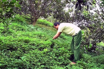 Tuyên Quang: Nông dân ở vùng đất trù phú này "nuôi" thứ cỏ dại Nam Mỹ tốt um trong vườn cam để làm gì?