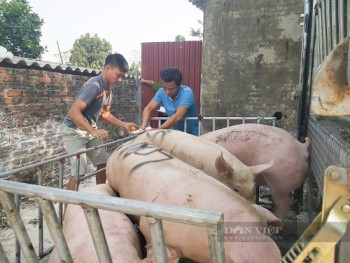 Giá lợn hơi từ 60.000 - 65.000 đồng/kg sẽ hài hòa lợi ích từ sản xuất - lưu thông, phân phối - người tiêu dùng?