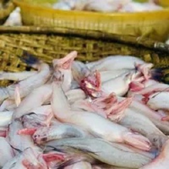Hà Tĩnh: Ngư dân được mùa cá cháo