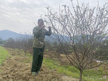 Hà Tĩnh: Người trồng đào Xuân Sơn tất bật chuẩn bị vụ Tết Tân Sửu