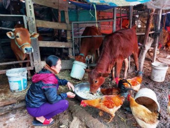 Hà Tĩnh: Tìm rơm cho trâu bò chống rét khó hơn… mua vàng
