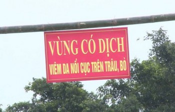 Bệnh viêm da nổi cục xuất hiện trên 237 trâu, bò ở Hà Tĩnh