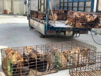 Hà Tĩnh: Công an thông báo tìm chủ sở hữu hơn 100 con chó bị mất trộm