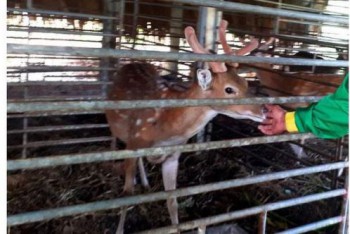 “Thủ phủ” nhung hươu ở Hà Tĩnh vào vụ thu hoạch chính