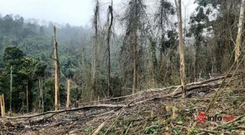 Hà Tĩnh: Hàng trăm hecta rừng phòng hộ bị chủ rừng ẩn danh 'cạo trắng'