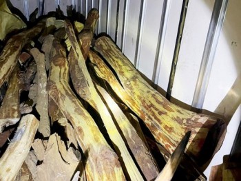 Phát hiện ô tô chở 3 tấn gỗ trắc không rõ nguồn gốc