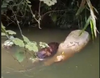 Phát hiện lợn chết thả trôi trên kênh mương ở Hà Tĩnh